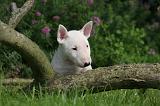 BULL TERRIER MINIATURE 179